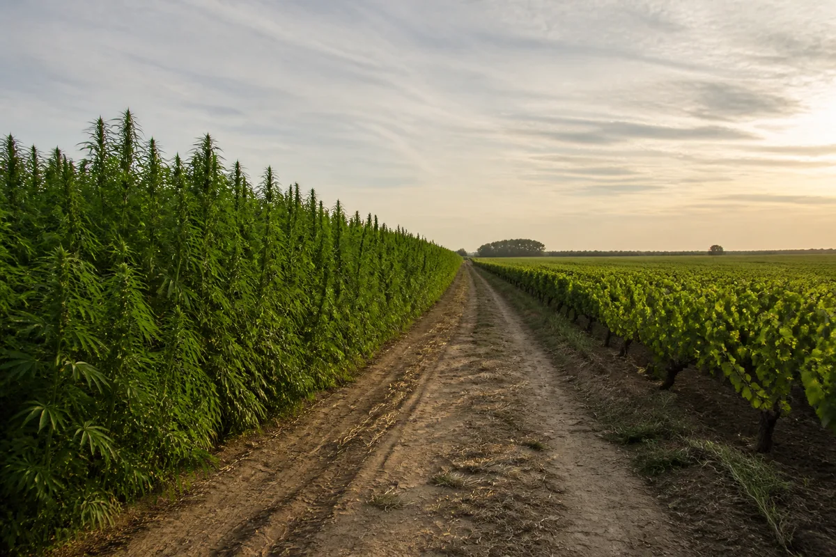 Champ de chanvre en fin d’été bordé d’une rangée de vignes du Médoc